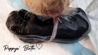 Labrador Giving Birth to a Black Puppy|Poppys' Birth
