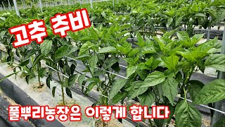 고추 추비 비료 종류 방법 [고추재배방법]