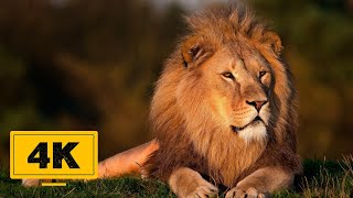 Download lagu Lion Free Stock Video in 4K - Lion Free Stock Footage - Lion no Copyright Videos mp3