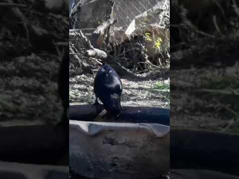 Birdday 150 Brasita de fuego Tordo renegrido 2708