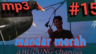 Download lagu suara burung mandar batu jitu pemikat mp3