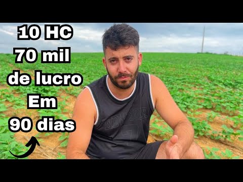 Se plantar feijão desse jeito dá pra lucrar 7 mil por hectare em 90 dias fácil