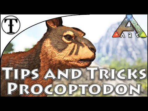 Procoptodon Taming