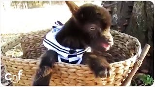 Adorable Baby Goat Hangs Out In a Basket