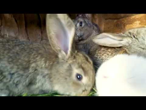 Gospodarstwo Agroturystyczne w Konarskim