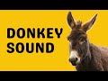Donkey Sound Bray