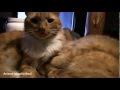 Orange Tabby Cat Sticks His Tongue Out At Me