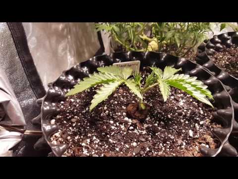 green75's autobondage class 1.0