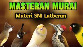 Download lagu MASTERAN MURAI ANTI ZONK. CEPAT MASUK SUARA JERNIH DAN KERAS mp3