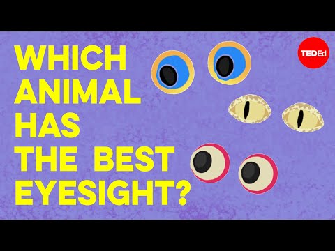 What Animal Has the Sharpest Eyesight?