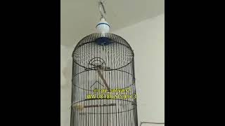 Download lagu Ciblek Sawah gacor bren rapat mp3