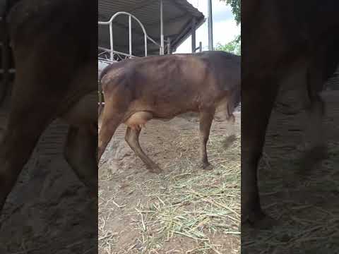 disponible en Sonsonate santo domingo de Guzmán WhatsApp 60632342