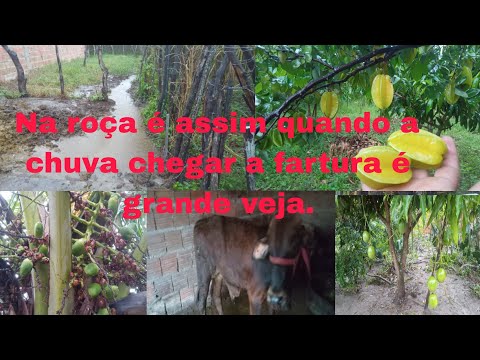 Muito chuva aqui em buique Pernambuco 