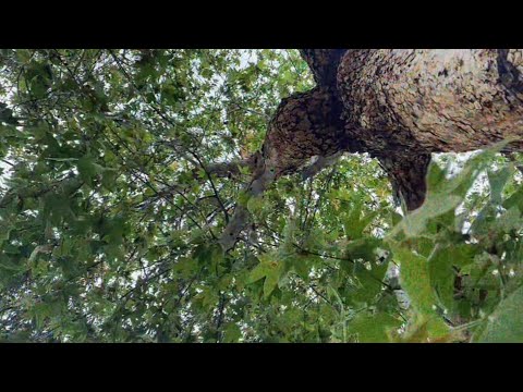 Sycamore Leaves - Lyric Video (: