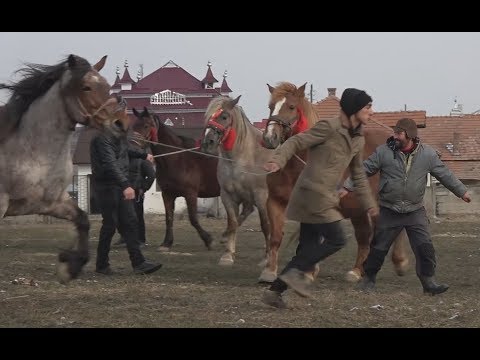 Targul de cai de la Huedin, Cluj 26 feb 2018