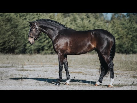 **SOLD** Stunning Young Piro Free Dressage Prospect (REF#475)