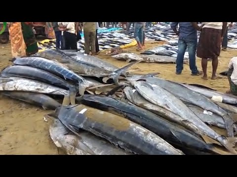 Biggest Wholesale Fish Market in India | 100 Different Verities of Fishes in One Place