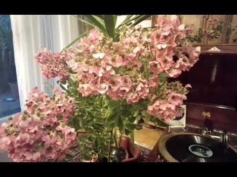 Kapelle Sandor Jozsi   Doftande Violer   Odeon A 44208