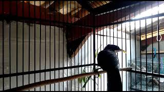 Download lagu burung cucak kopi gacor mp3