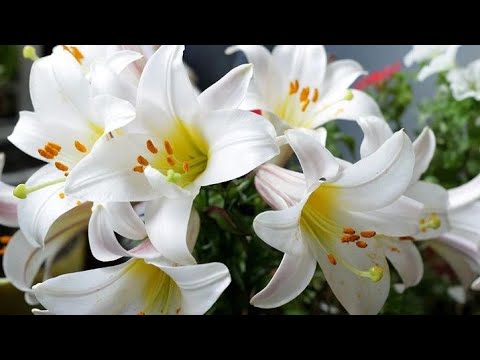 EVO KAKO SE UZGAJA BELI KRIN ,BOGORODIČIN CVET, LJILJAN OPOJNOG MIRISA