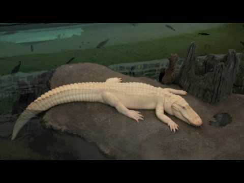 Academy of Science Museum San Francisco