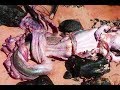 В Мексике нашли мертвую русалку. In Mexico, was found dead mermaid 