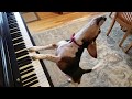 NEW SONG Buddy Mercury In Red The Singing Beagle Plays Piano