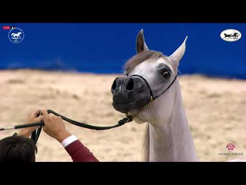 N 73 D GHARAM   Dubai International Arabian Horse Championship 2021   Mares 4 6 Years Old Class 5