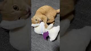 モーグリVS猫