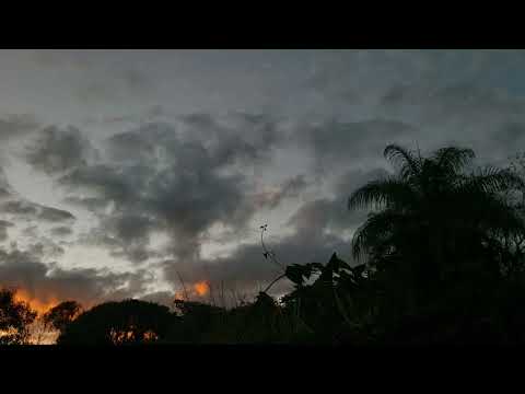 Miles Davis (feat. John Scofield & Darryl Jones, plus), Hague (1985)