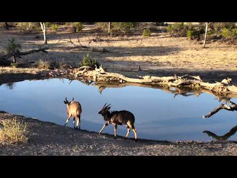 Djuma: Two young Nyala bulls have a drink - 17:17 - 10/09/18
