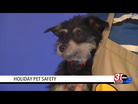 Pet-proof your holiday: Top tips from a dog training expert - YouTube