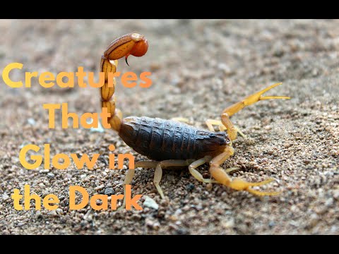 400 Million Years of Survival – The Secret Life of Scorpions