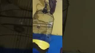 Download lagu Lovebird konslet gaya kepala oleng kapten ... mp3 Download lagu Lovebird konslet gaya kepala oleng kapten ... mp3