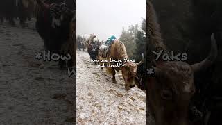 POV: You’re Hiking to Everest Base Camp