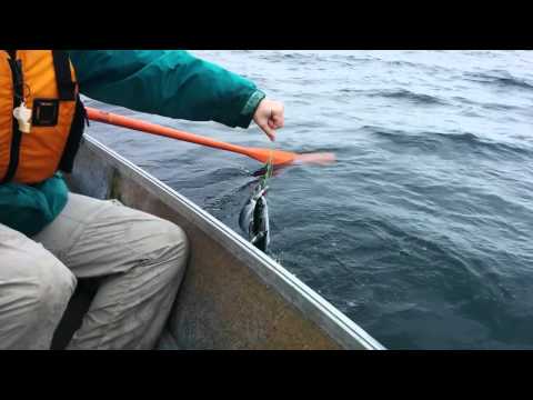 How we fish mackerel in Nova Scotia
