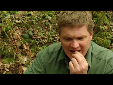 Wild Britain With Ray Mears S01E01   Deciduous Forest