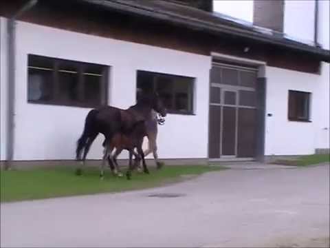 SF v. Follow Me (Fürstenball x Donnerschwee)