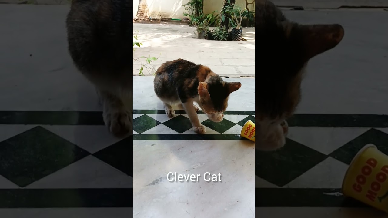 Clever Cat