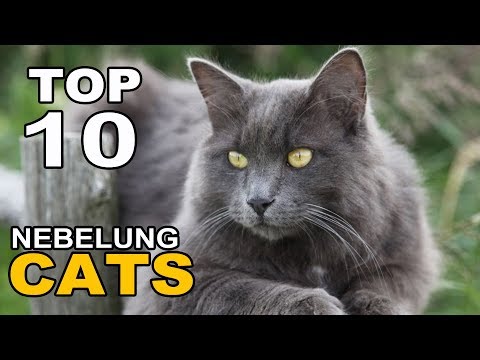 TOP 10 NEBELUNG CATS BREEDS