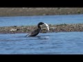 Cormorant Eating Fish