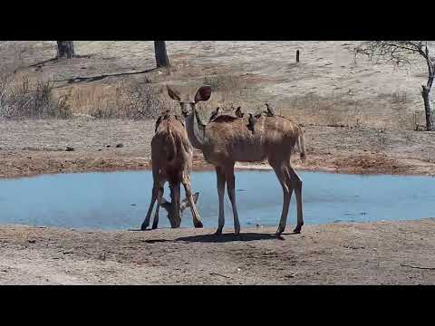 Djuma: Kudus - 10:31 - 11/07/19