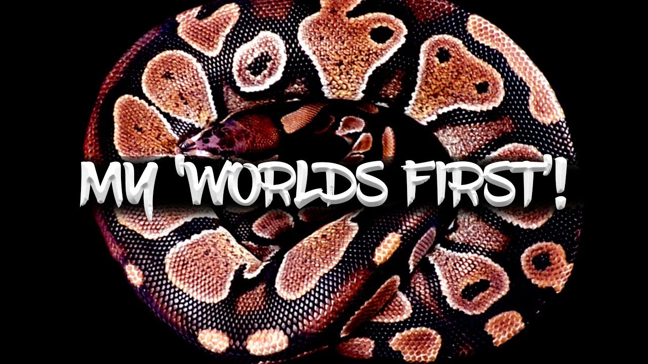 My Very First 'World's First' Ball Python!