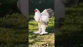 Download lagu Gadis Bertemu Ayam Jantan… Akhir Ceritanya Akan Mengejutkanmu! 😱🐓” mp3