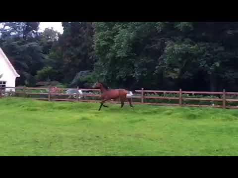 trim BADDC6F0 8723 44D6 A615 94C0A81D4702