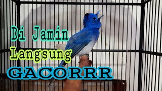 Download lagu Kehicap Ranting/Slendang Biru Gacor mp3 Download lagu Kehicap Ranting/Slendang Biru Gacor mp3