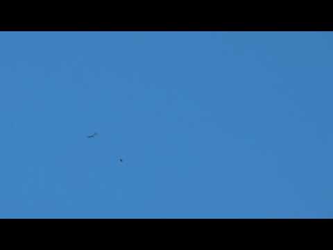 Red Crossbills flying over Heckscher SP NY sound only Nov 23 2012