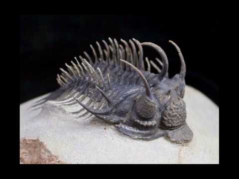 Trilobite