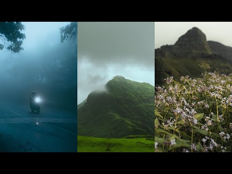 Wildflowers Mountains Fog Calming POV photography