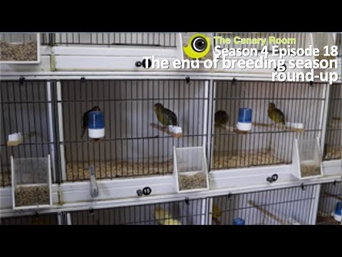 , title : 'The Canary Room Season 4 - Episode 18 End of breeding season round-up and getting through the moult'